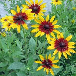 Black Heart Chrysanthemum Seeds, Golden Chrysanthemum Seeds, Perennial Cold-Resistant Four-Season Species, Easy-To-Live Courtyard Outdoor Plants, Flower Sea