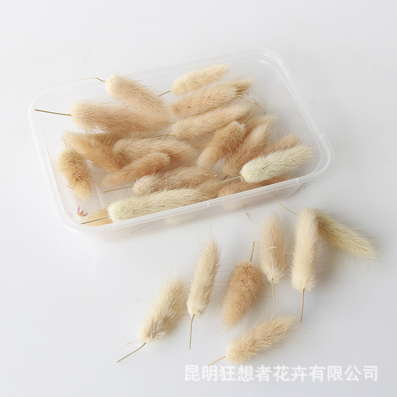 Đầu hoa Cỏ đuôi thỏ màu chính [30 đầu hoa đóng hộp]