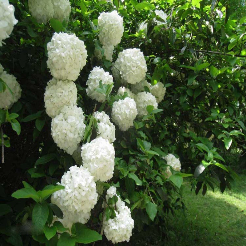 Новые Древесные Семена Гортензия Ландшафтный Дизайн Семена Белая Гортензия Высокое Качество Семена Леса