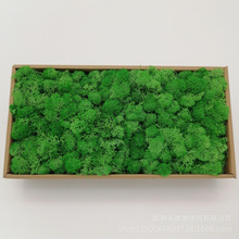 苔藓批发苔藓净重200g礼盒装永生苔藓保鲜花家居道具拍摄厂家直销