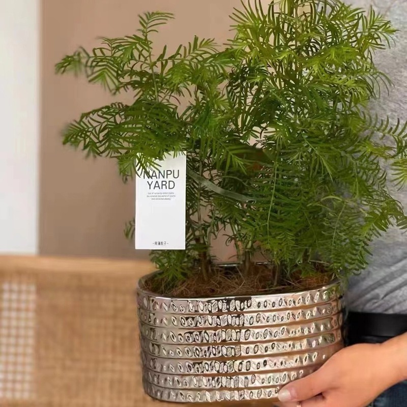 北欧風創意不規則楕円長条陶磁器植木鉢蘭年夜花胡蝶蘭専用大盆|undefined