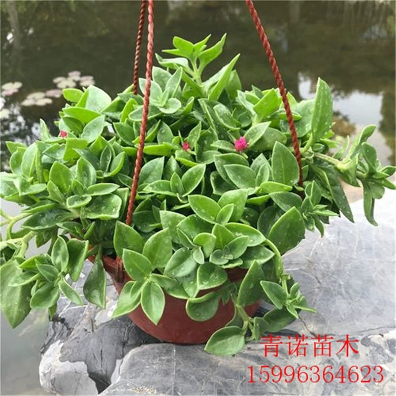 Новый сорт комнатных цветов Пион Diaolum Репутация Дракон Тужу Подоконник Цветы Домашние настольные комнатные растения