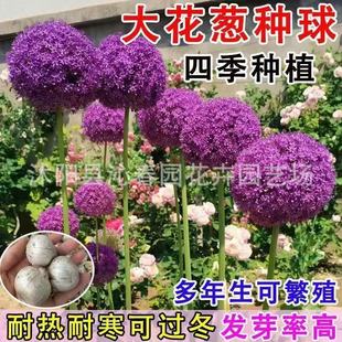 ���[��N�����Ի��ܵ��Ի��N����oͥԺ�̨�����׳ɻ�[�N��