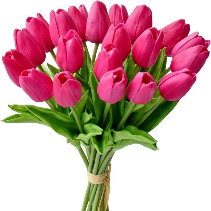 Single rose red