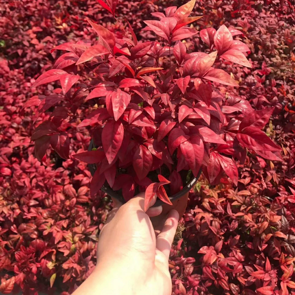 2111 база оптовая поставка пламени Nantianzhu 10-40cm саженцы с высоким мешком становятся красными зимой