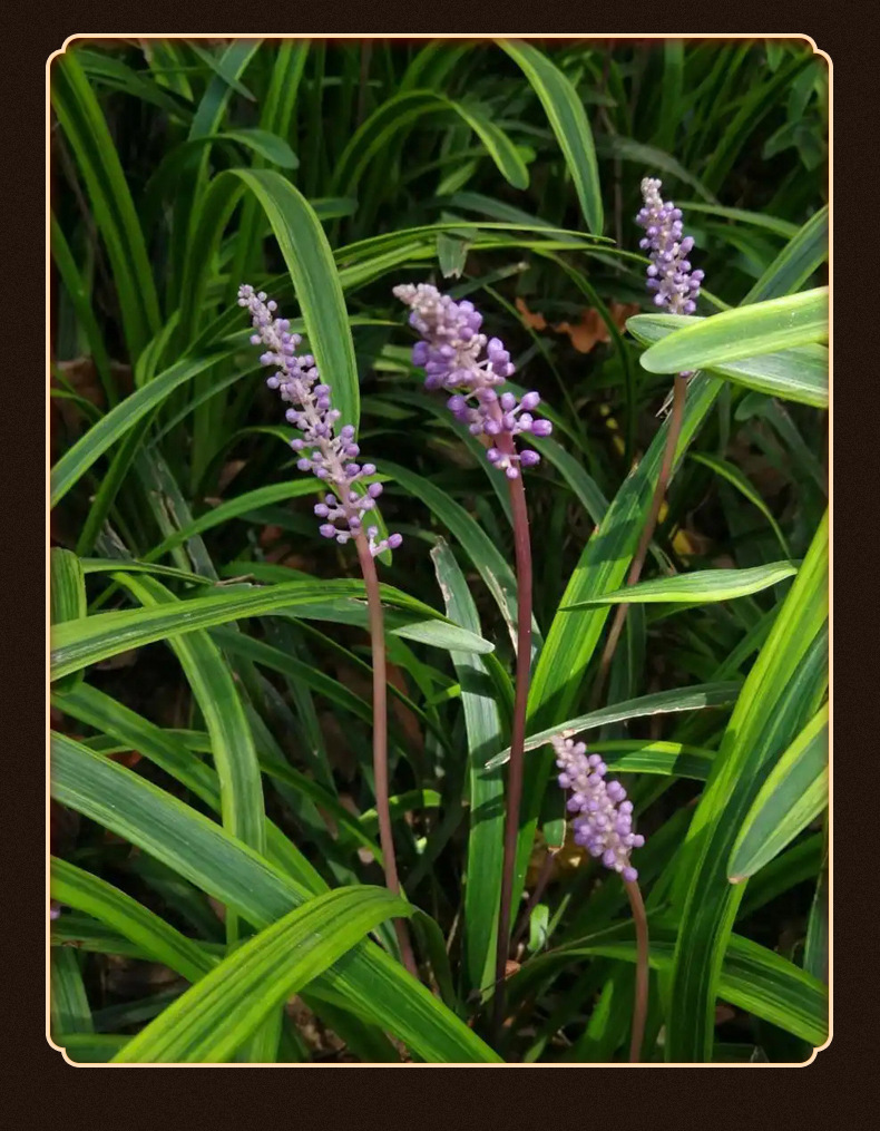 Mai Dong (Ophiopogon japonicus) — Sichuan Dried Root for Tea & Soup, Food-Herb key features