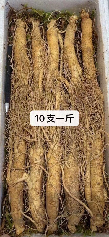 長白山産生高麗人参、各種サイズ、土付き生高麗人参、工場卸売、高麗人参強壮ギフト、ドロップシッピング対応|undefined