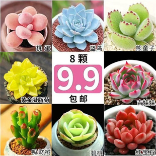 ����ֲ���҃����Դ��w���B�����F��Ʒ�Ϙ��̨���˸߼����ܾGֲ��