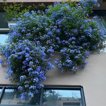 蓝雪花盆栽网红庭院爬藤花带花苞发货阳台爆盆花花期长