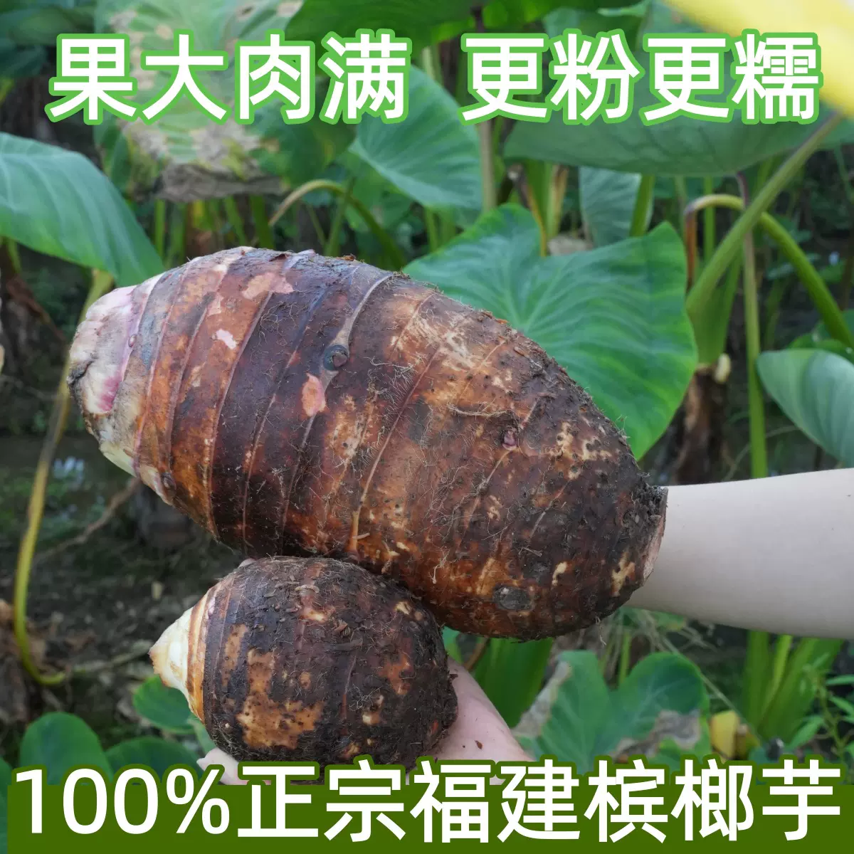 福建特大槟榔芋农家产蔬菜芋头新鲜现挖粉芋头