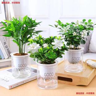 �G�}ˮ��Gֲ�������҃Ȱlؔ�主�F���ľG�j���ɶ��⻨�܃����՚�