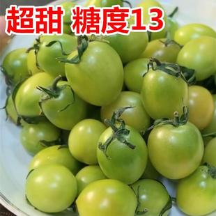 Dream Qingtian No. 2 Super Sweet Taste Cherry Tomato Seeds Cherry Tomato Seeds