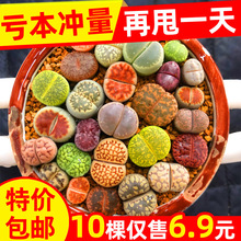 ������ʯ�����跬�ӿ�ʯ����ƨ�ɻ�����ˮ��ֲ�ﻨ�����Դ�ĸ��