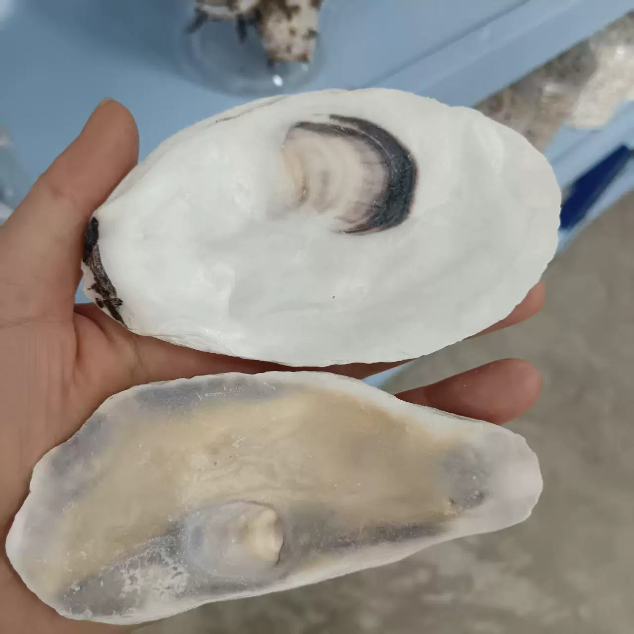 Conch shells wholesale by the pound fish tank landscaping crafts decorative accessories various mixed conch shells per pound