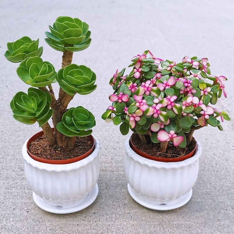 30e4f8f6-8c13-45e3-9ba5-fb791794494d.jpe