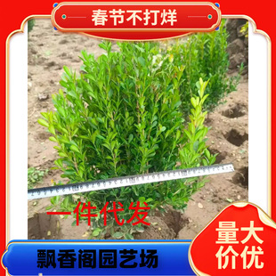 һ�����l��Ƥ�S��V�|ȸ���S��ܛ֦�ز����͘���GֲС��