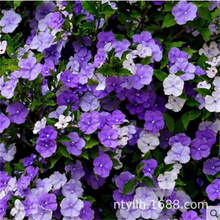 �pɫ�������ԝ������ļ��_������׃ɫ�x����������Gֲ�ﻨ��