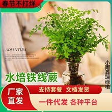 һ�����l�F��ާˮ��ֲ�������҃��k��������Gֲˮ�B���¿՚��ļ�