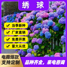 ���򻨷N�����ļ����N�_���������������ԷNֲͥԺ�׻��҃���ֲ��