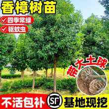 香樟树苗工程行道树绿化四季常青南北方庭院种植小叶龙脑香樟树