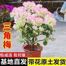 ����÷���Ԏ����l؛�����Ϙ��̨ͥԺ�Gֲ�͟���Bֲ���ļ��_����
