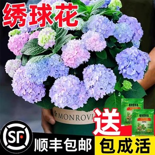 Hydrangea seedlings with buds four seasons flowering indoor endless summer hydrangea potted good garden cold-resistant flowers and plants