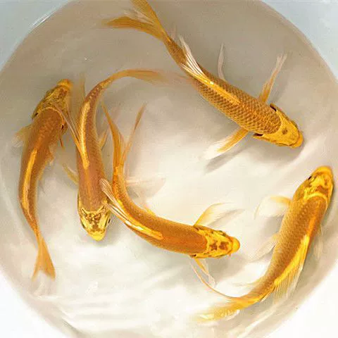 Живая карп koi золотой (декоративный), разноразмерные 4–15 см, оптовые пакеты и варианты комплектов