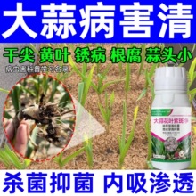 大蒜病害清大蒜花叶紫斑净正品微生物菌剂防治黄叶干尖锈病紫斑病