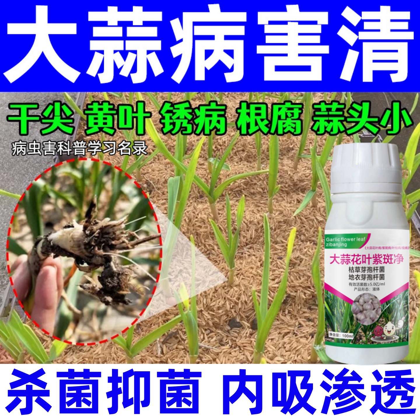 大蒜病害清大蒜花叶紫斑净正品微生物菌剂防治黄叶干尖锈病紫斑病