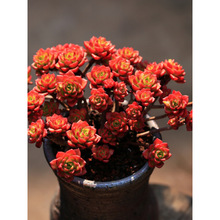 GֲֲؔفҵϾWt׻ܰ]