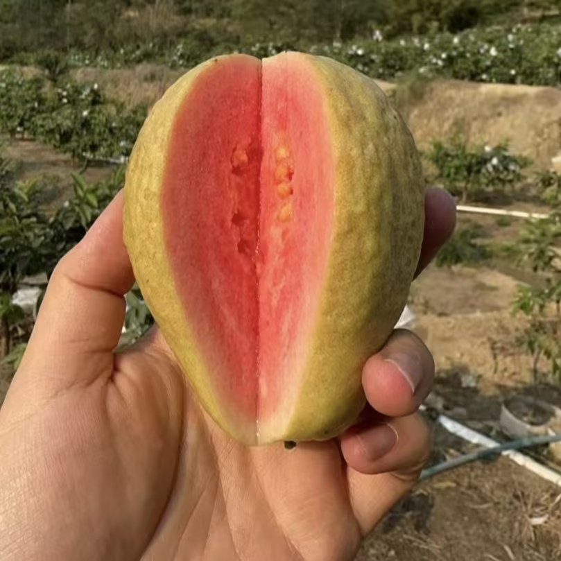 红心芭乐番石榴奶油芭乐当季现摘新鲜水果整斤批发浓香脆甜现货