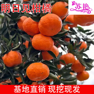 ����Ҋ�޽Ӹ�������Ʒ�N���Ә�������ϱ����Nֲ������ľ�̽۹���