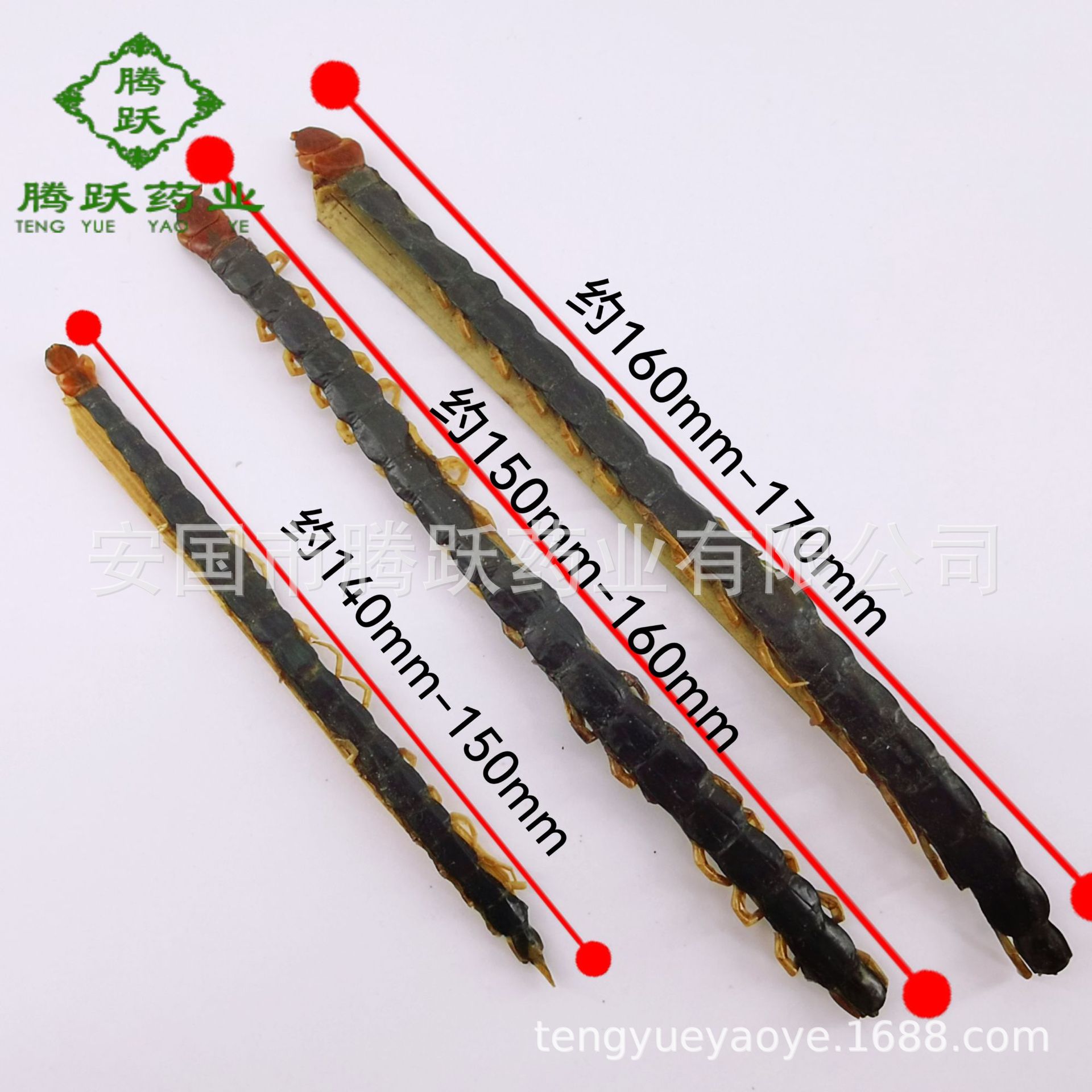 Dried Whole Centipede Wu Gong 500g Chinese Herbal Material Scolopendra Subspinipes Mutilans key features