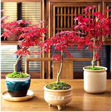 日本红枫盆景矮霸老桩红舞姬黄金枫橙之梦客厅阳台矮化盆栽花卉