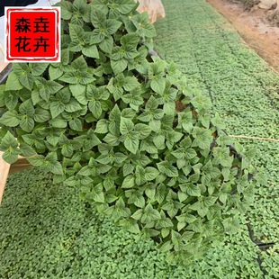 A Bunch of Red Seedlings Plug Seedlings Base Wholesale a Bunch of Red Seedlings Plug Seedlings Large Supply of Seasonal Grass and Flower Bunches of Red