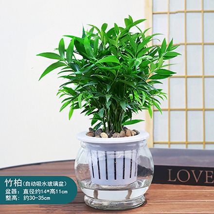 모기퇴치대나무, 편백나무 10그루(둥근유리병) + 수정머드 + 영양액