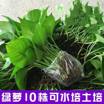 [특가] 포토스 15개(화분 없음) + 영양액