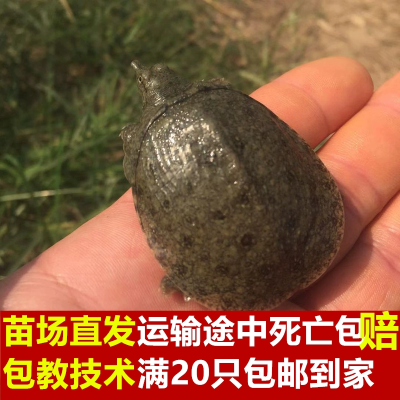 100 живых маленьких китайских черепах-мягкотелых, 50 черепах-водных черепах, экологически чистых черепах-мягкотелых, выращенных в пруду на открытом воздухе.