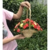 Large flower basket + big red tea buds