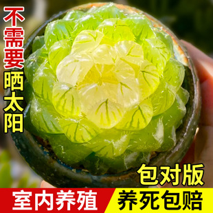 Cuiyun Brocade Succulent Plant Blue Mirror Jade Dew High-End Flower Office Lazy Desktop Rare with Potted Plant Easy to Maintain