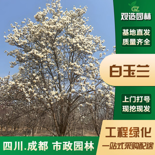 Magnolia Saplings Sichuan Landscaping Project Sidewalk All Year Round Evergreen Landscape Courtyard Old Pile Landscape Large Saplings