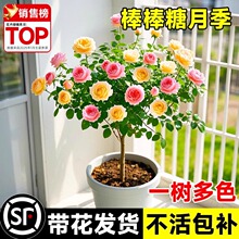 棒棒糖树桩月季果汁阳台花苗树状盆栽室内外庭院花园多头玫瑰植物