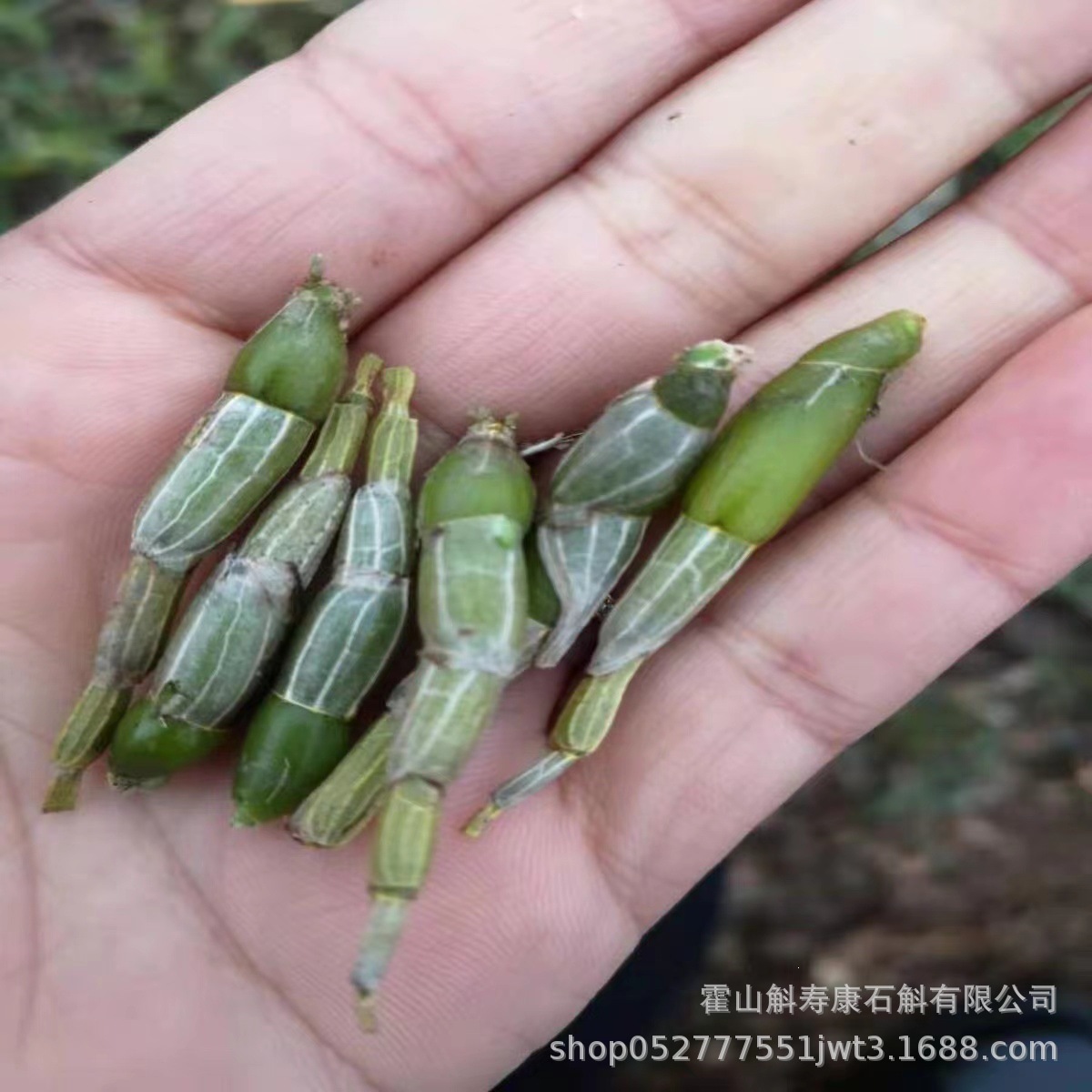 Huoshan Dendrobium Fresh Stems Mi Hu 霍山米斛 Ready-to-Eat 500g in use