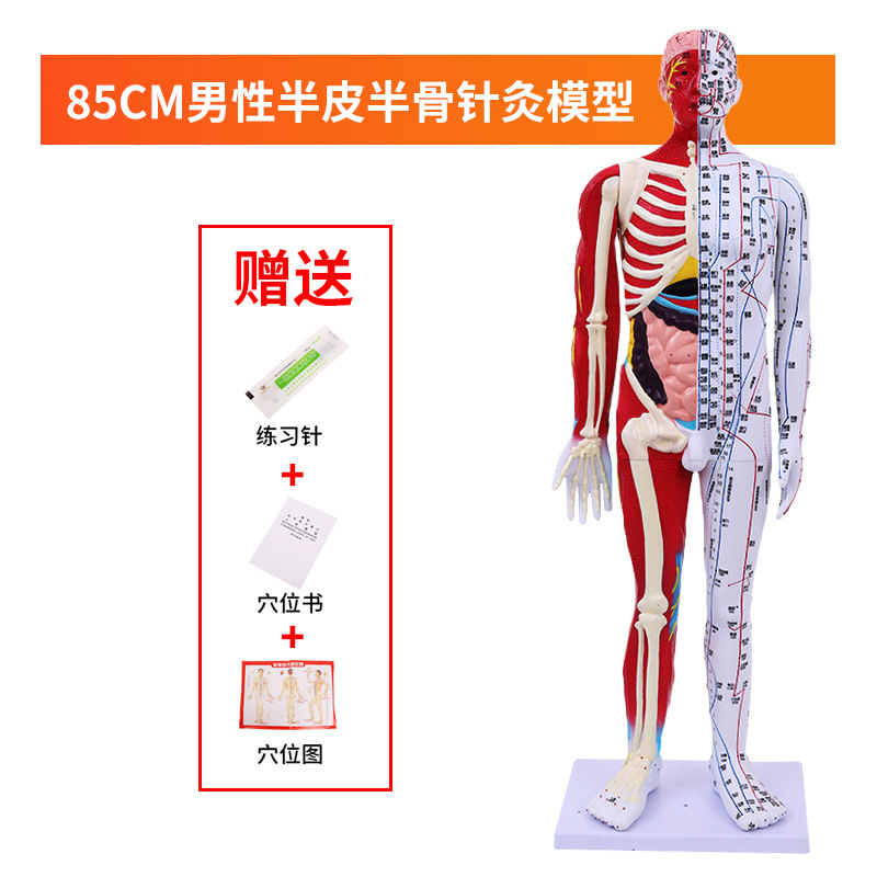 60 85CM������������Ѩλģ�� ������İ�Ħ��ѧ ��Ƥ���������