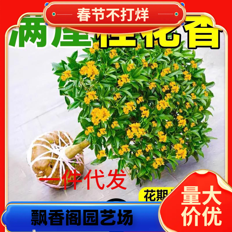 一件代发桂花树苗四季桂花卉盆栽八月桂花苗金桂大树地栽开花浓香