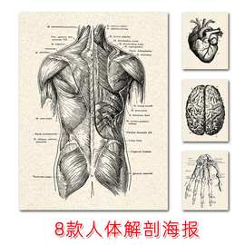 速卖通人体解剖教育海报 喷绘帆布北欧风复古肌肉骨架医学装饰画