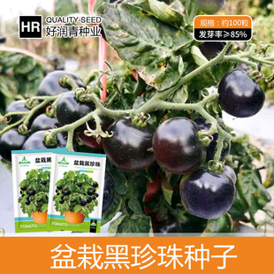 �S�����l���Ժ����鷬�ѷN�Ӻ�ɫС���t���N�Ѱ����ļ�����������