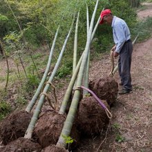 毛竹苗基地产地批发价格精品质量长年挖土球经验楠竹成活率保证