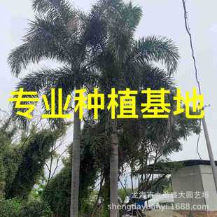 Jiangxi Fox Coconut Wholesale Hunan Coconut Tree Fujian Fox Coconut Price Zhejiang Fox Coconut Quote