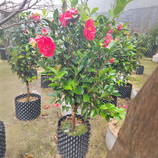 Camellia Saplings with Buds, Fragrant Florals and Green Plants for Indoor Gardens, Bloom in All Seasons, Easy to Care For, and Are Ideal for Garden Landscaping